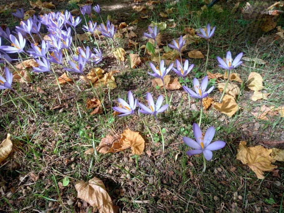 Gite L'Enclos O Rendez-Vous Roquefeuil-Pays De Sault- Avec Jardin Dış mekan fotoğraf